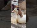 Puppy and Duck Best Friends #shorts #puppy #duck #cute