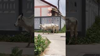 Nature Thai Cow #pattaya #thailand