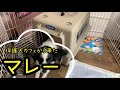 【保護犬】はじめてのおすわりチャレンジ｜パパさん下手すぎて大失敗