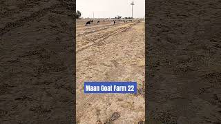 Maan Goat Farm 22 🐐🐐🐓💯🙏