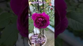 デルバール【ルタンデスリーズ】シックで魅惑的な薔薇🌹強香フルーツ＋ティ #たー薔薇 #デルバール #ばら #バラ