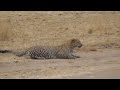 big riot hungry leopard burst into village to attack people and hunt pets try to bring it back