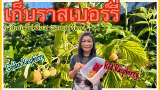 เก็บราสเบอร์รี่เหลือง, ราสเบอร์รี่แดง สดๆ เกิดเองที่สวนนอร์เวย์ golden Raspberry, Bringebær