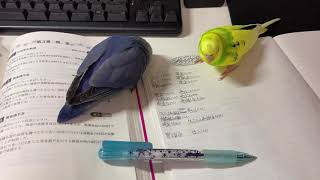 【インコ】勉強始めると邪魔始めるとりさんピーちゃん