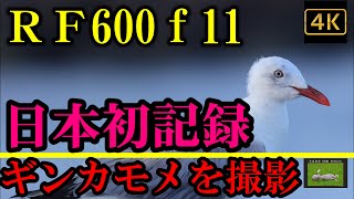 日本初記録「ギンカモメ」を世界最軽量の600ｍｍレンズ RF600mm F11 IS STMで撮影する！