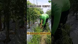 PEMBERSIHAN RUMPUT DI SAMPING BEDENGAN LAHAN CABE #shorts