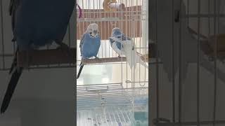 仲良くストレッチタイムインコ。