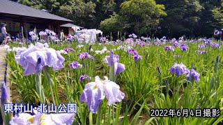 【4K】東村山菖蒲まつり・北山公園（2）（2022年6月4日）