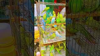 Budgerigar Bird price in Bangladesh বাজরিগার পাখির দাম