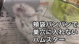 奥さんに反対されてるので、隠れてハムスターを飼うことにしました #73 頬袋パンパンすぎて巣穴に戻れないハムスター　#ハムスター #hamster #地下型巣箱 #土飼育