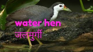 Water hen(जलमुर्गी)