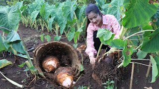 Have you ever grown taro and dig it for your recipe? / Dig big taro for my recip