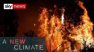 The Amazon rainforest ablaze | A New Climate