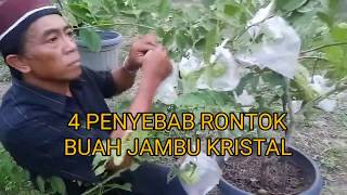 4 PENYEBAB RONTOK NYA PUTIK  JAMBU KRISTAL