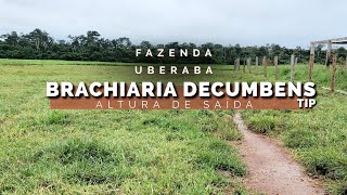 Como a Brachiaria Decumbens Potencializa a Produtividade na Pecuária