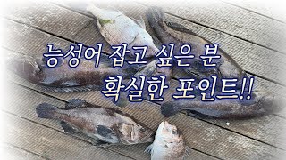 시즌 첫 능성어 !!!   만정바다낚시터 능성어는 포인트는 여기!! 확실한 포인트지점