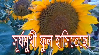 sunflower. সূর্যমুখী চাষ পদ্ধতি।