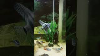 my aquarium fish tank