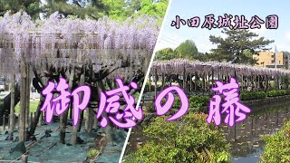 小田原城址公園 藤を見て箱根ガレージのHinnaでケーキを買う