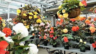 4K 豪華なベゴニアが一杯の大温室💛神代植物公園2020💝Luxurious Begonias in Large greenhouse at Jindai botanical gardens 2020