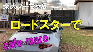 ロードスターでcafe mareへ