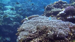 水中楽園訪問記 オジサンをクリーニング 沖永良部島(海人)