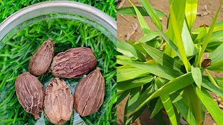 घर पर ही उगाएँ इलायची का पौधा।How to grow Cardamom plant from seed|How to Care Green Cardamom?