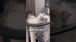 【猫のクラッキング】 #サイベリアン #ネヴァマスカレード #子猫 #猫 #cat #ねこ #もふもふ #shortvideo #猫動画 #shorts