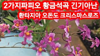 2가지파피오 4가지긴기아난 환타지아 지고베타 황금석곡  카틀레아