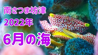 6月の海　2022年 南さつま坊津