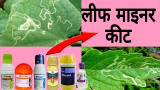 leaf miner insect control || best chemical for leaf miner insect