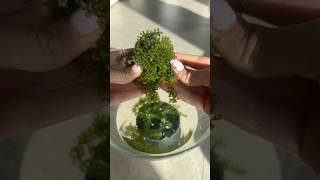 Trying the sea grapes for the first time #grape #seagrape #seaweed #asmr