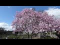 montreal botanical garden 1080p