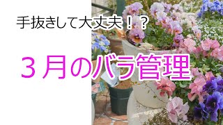 手抜きして大丈夫！？　3月のバラ管理