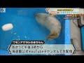 【海遊館】“天使すぎるアザラシ”　snsで話題沸騰！【osaka】