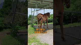 どうやってつけたの？#horse #引退馬#馬#牧場#自然