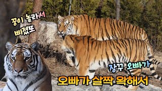 [2부] 장꾸 오빠가 자꾸만 왁해서😜 놀래서 삐졌다궁 🐯