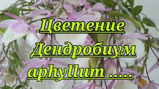 Цветение Дендробиумов.(D.aphyllum,D.loddigessii.D.chrusotoxum.)