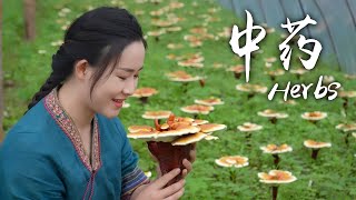 中药——藏身于云南深山里的药精灵【滇西小哥】