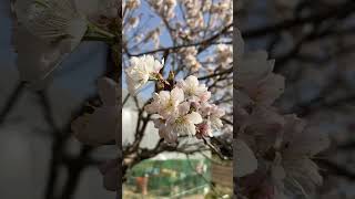 ORUTO WALK 自然豊かな街での暮らし さくらんぼの花開花 Japanese Cherry 2023.03.11