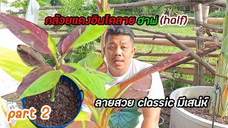 EP.129กล้วยแดงอินโดลายฮาฟ(half)สวยโดดเด่นมีเสน่ห์classic กับการย้ายเข่ง/part2@KMB-garden