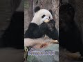 2.6.乖巧可愛小表情！💖🐼渝可渝愛 大熊貓 cute panda short