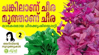 ലാഭകരമായ ചീരക്കൃഷി എങ്ങനെ ചെയ്യാം? | How to grow spinach profitably?