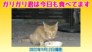 ガリガリ君は今日も食べてます（2022年9月12日撮影）