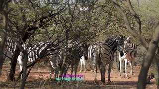 African Wildlife Photo Safari  7   vid 96  720p