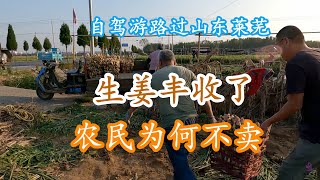 自驾游路过山东莱芜，生姜丰收了农民为何不卖？了解原因长见识