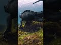 海鬣蜥：听说我长得像哥斯拉？ marine iguana 海鬣蜥