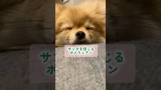 サンタを信じるポメラニアン #dog #shorts #クリスマス