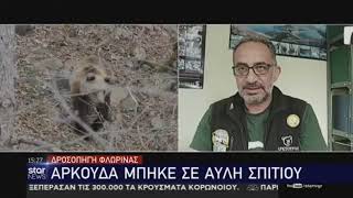 Φλώρινα: Αρκούδα σε αυλή σπιτιού