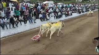 आत्तापर्यंत सर्वात आतून आलेली बारी म्हणजे घाटाचा राजा आप्पासाहेब साकोरे \u0026 भागवत सरपंच 11.25मिली. 👑🔥